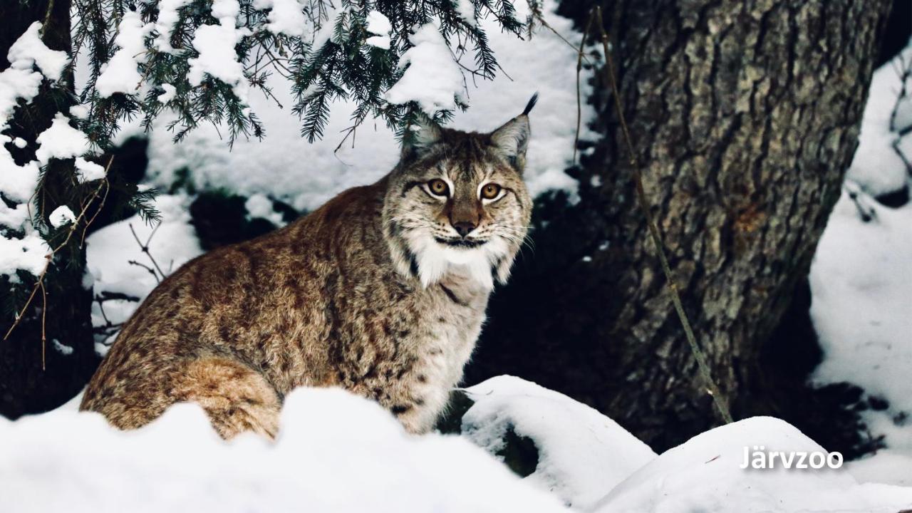 Nyrenoverat Boende I Vackra Järvsö Buitenkant foto