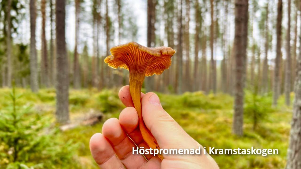 Nyrenoverat Boende I Vackra Järvsö Buitenkant foto